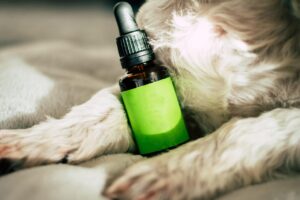 Lire la suite à propos de l’article Peut-on consommer du CBD pendant un traitement médical ?