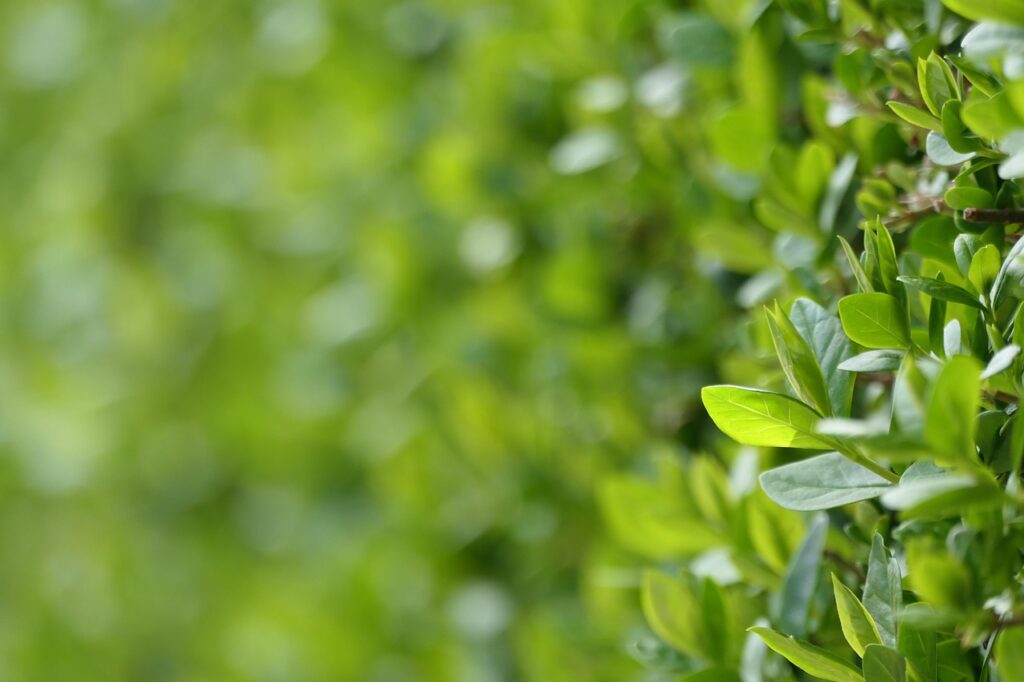 découvrez tout ce qu'il faut savoir sur les haies : leur rôle dans l'aménagement de jardin, les différentes variétés, ainsi que des conseils d'entretien pour un espace extérieur harmonieux et accueillant.