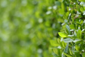 Lire la suite à propos de l’article Quel type de haie planter pour se protéger du vis-à-vis ?