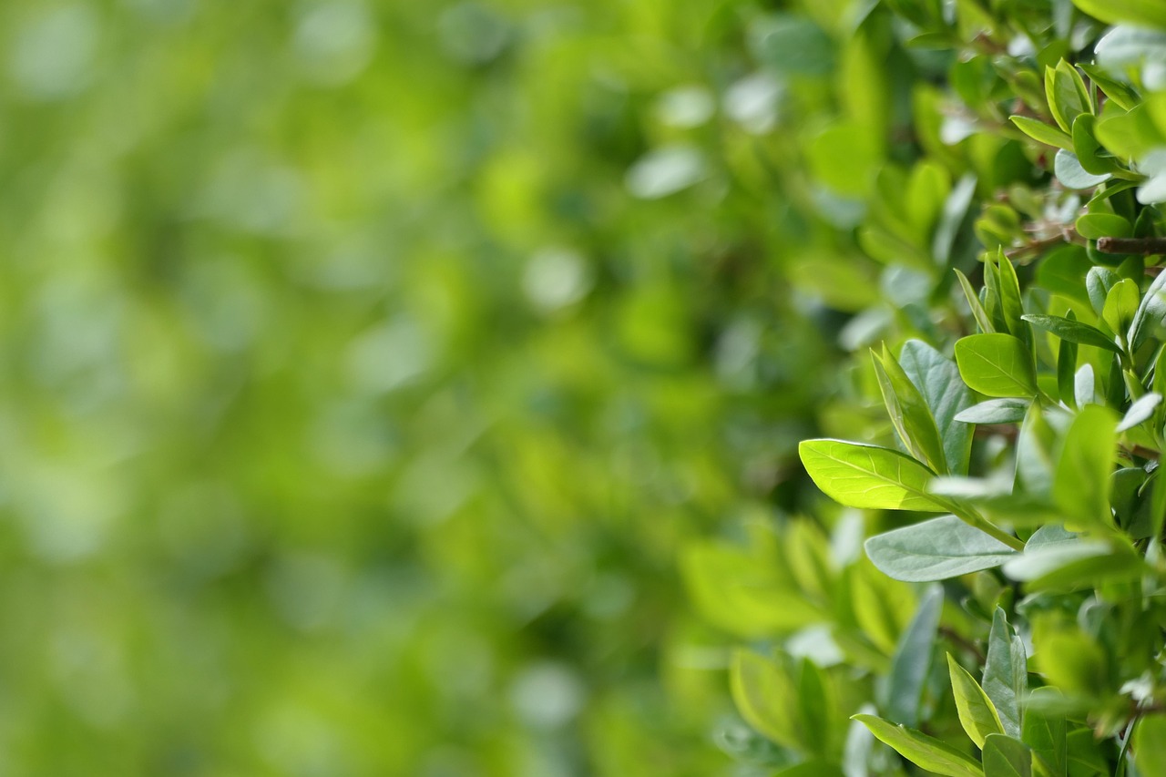 Lire la suite à propos de l’article Quel type de haie planter pour se protéger du vis-à-vis ?