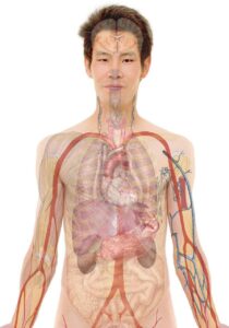 Lire la suite à propos de l’article Quels vêtements porter quand on a une morphologie en A ?