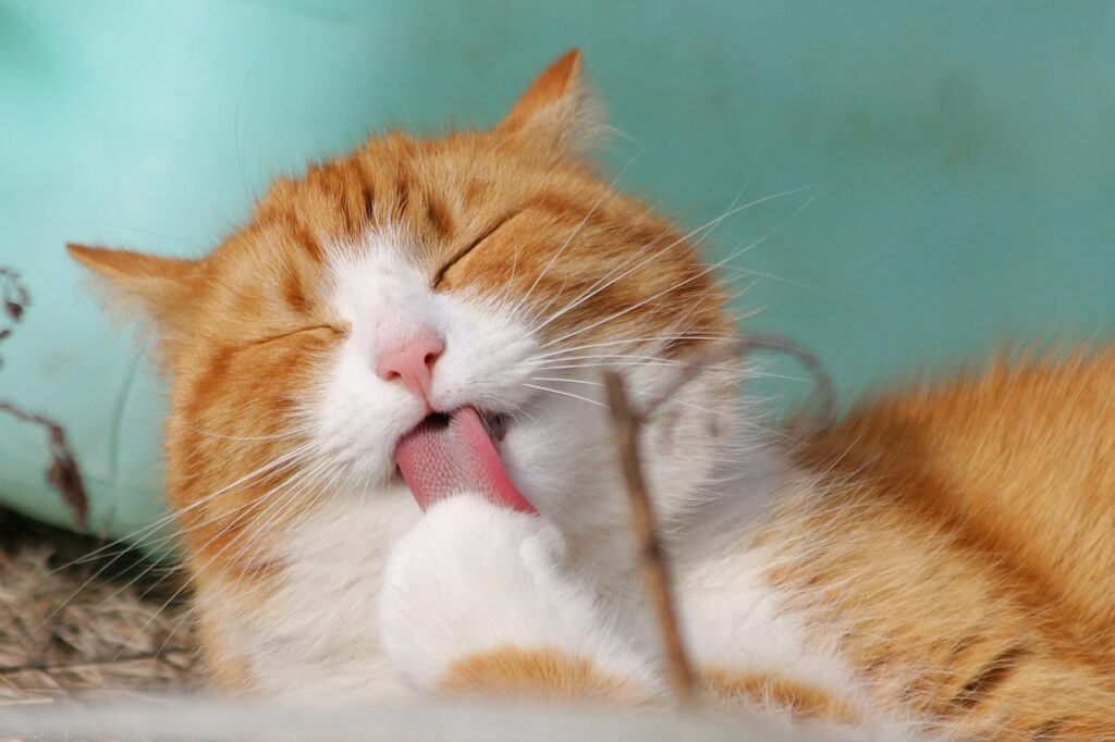découvrez nos conseils et astuces pour sécuriser votre maison et la rendre à l’épreuve des chats. protégez vos meubles, plantes et objets fragiles tout en assurant le bien-être de votre félin.