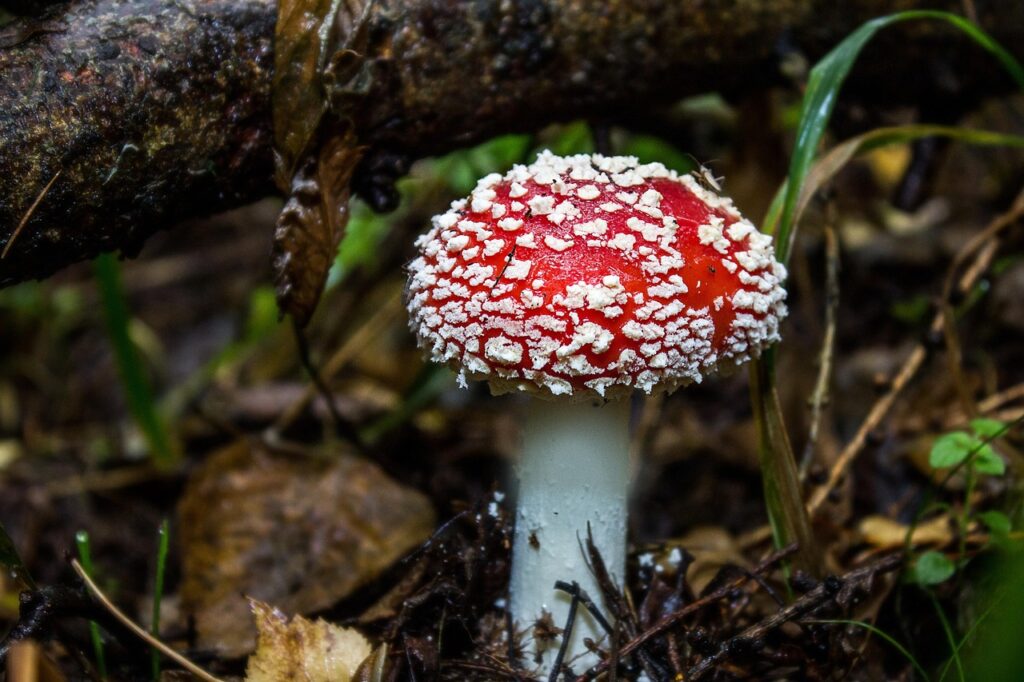 découvrez les principales plantes toxiques, leurs effets sur la santé et comment les reconnaître pour protéger efficacement votre famille et vos animaux domestiques.