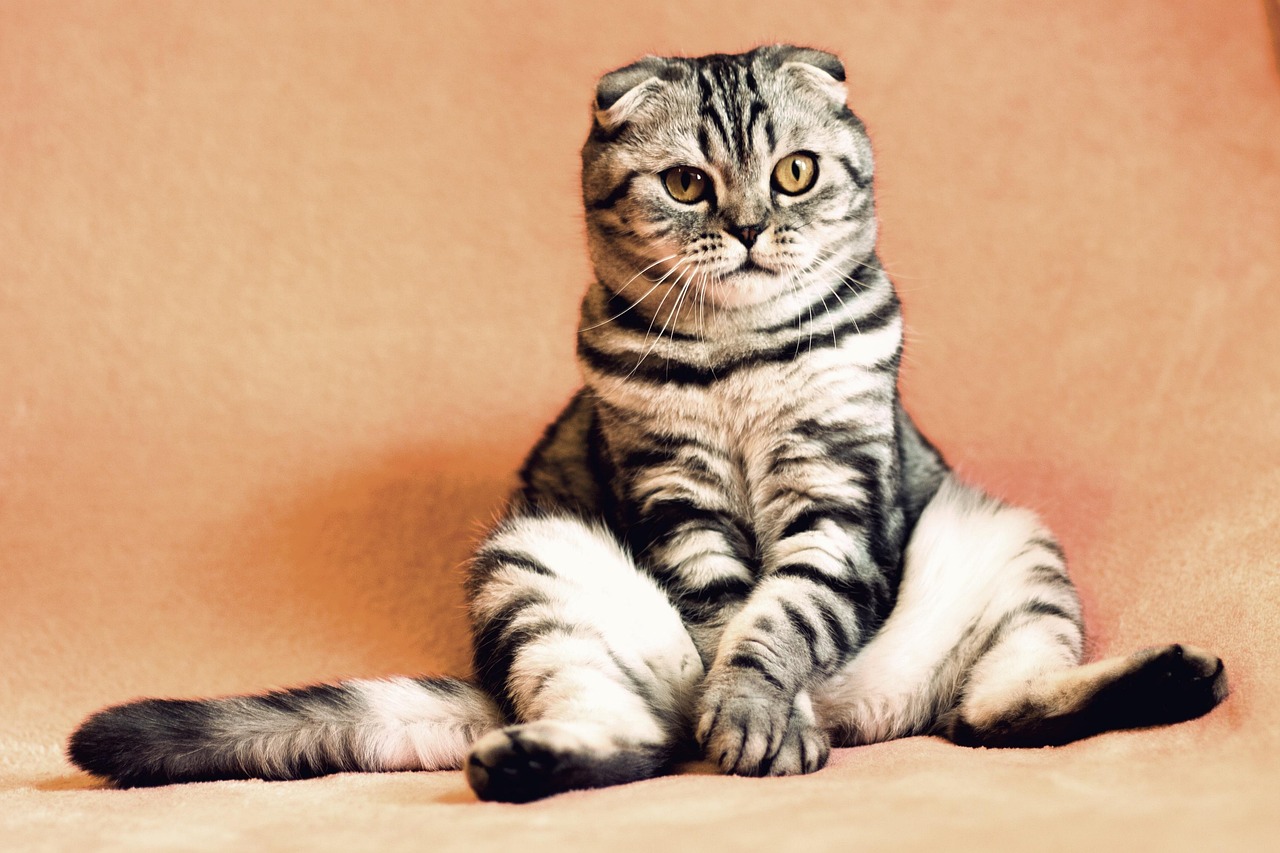 You are currently viewing Peut-on prendre l’avion avec un animal de compagnie ?